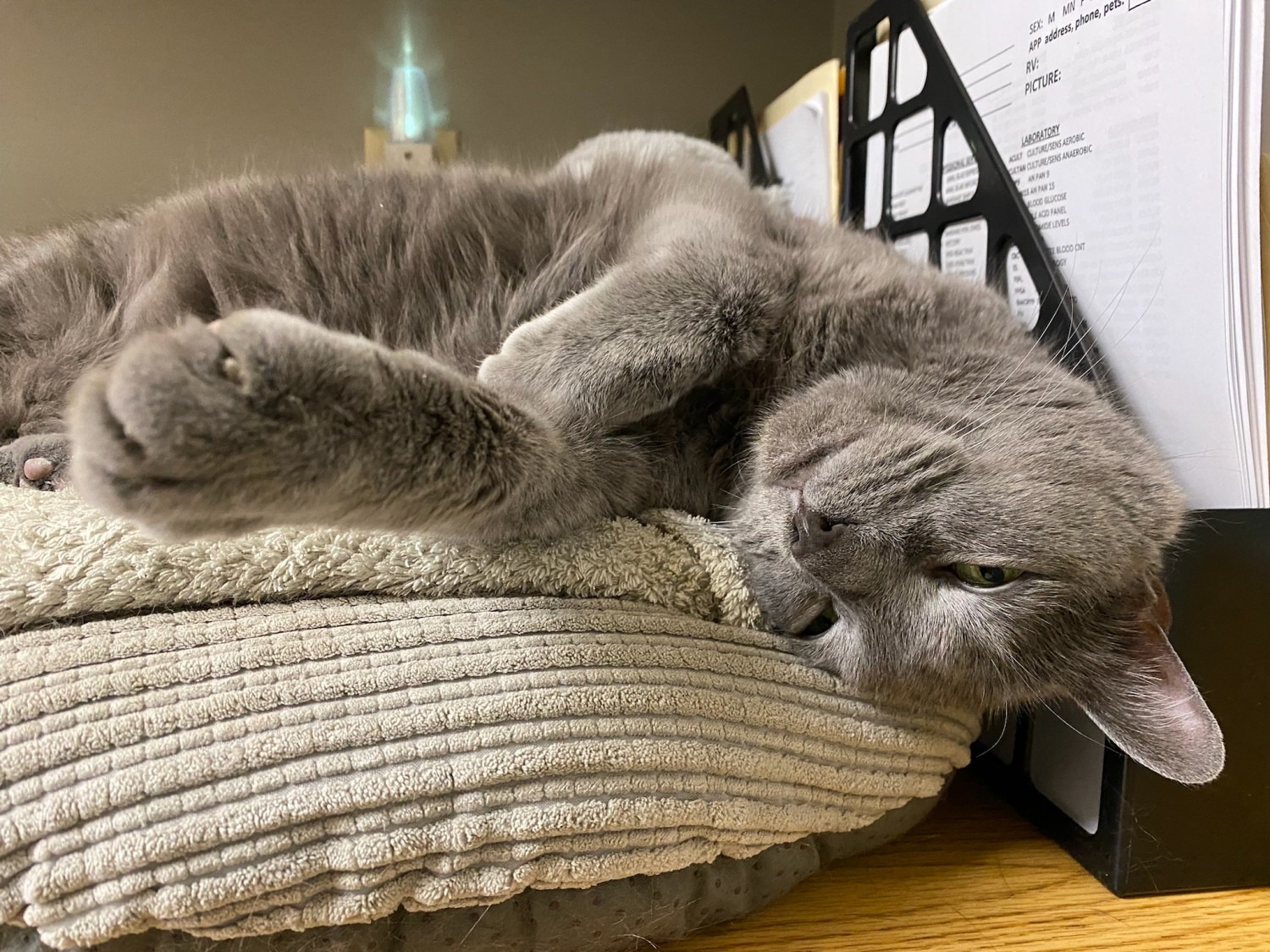 Grey Cat Laying Across Desk