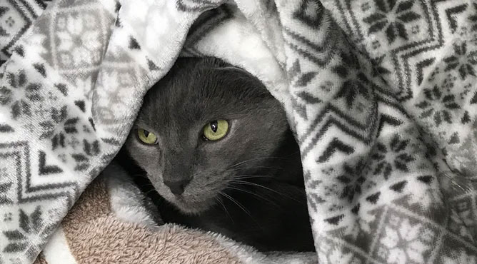 grey cat in blanket