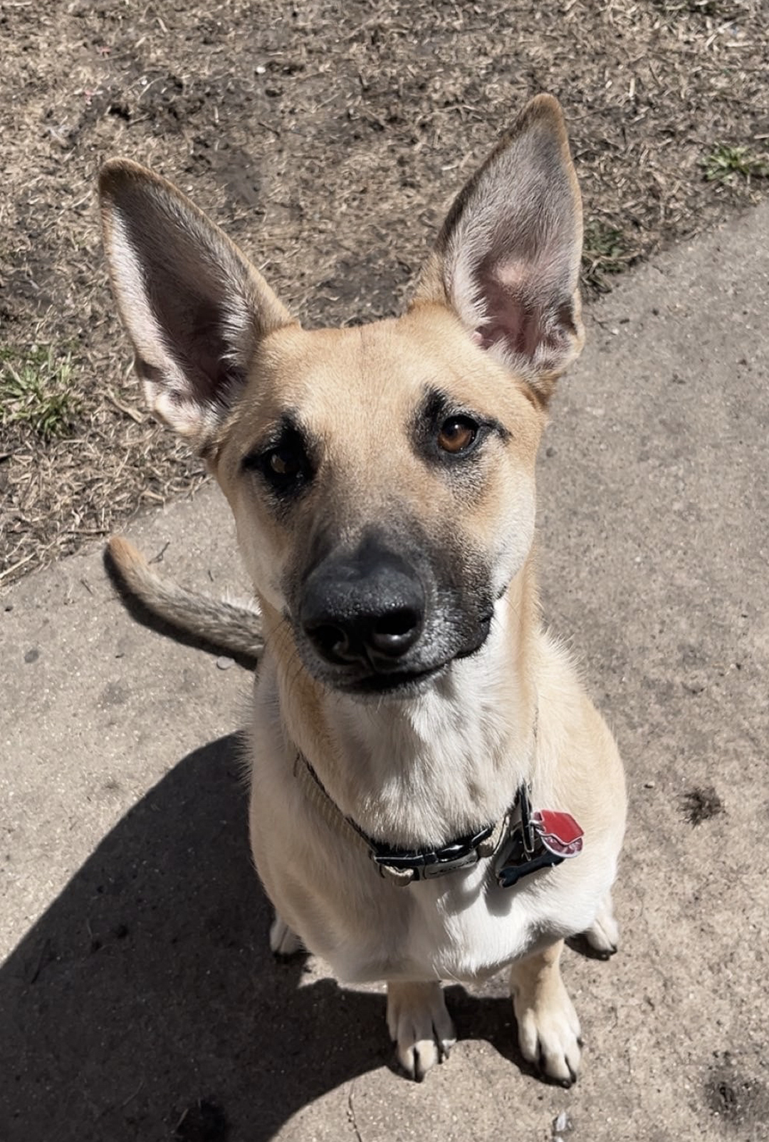 Fear Free - German Shepherd mix