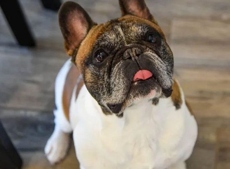 Brown and White Dog