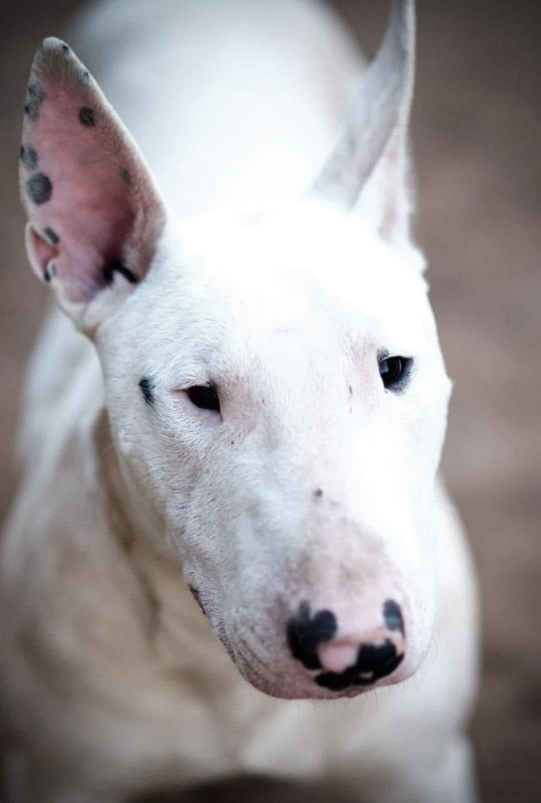 Fear Free - Bull Terrier