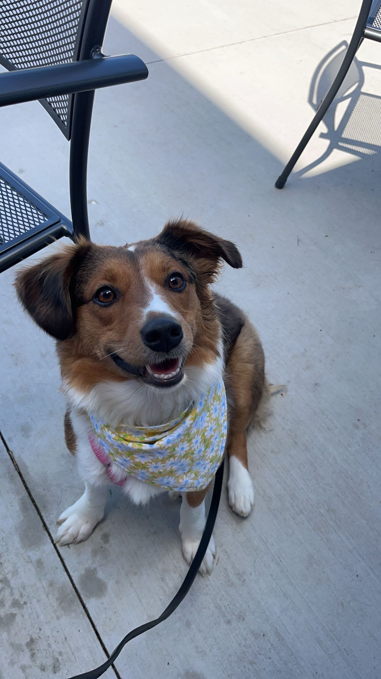 Dog Outside