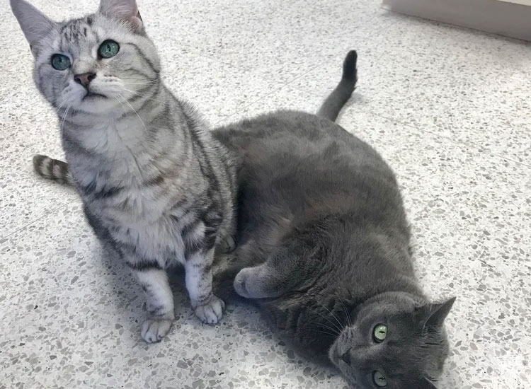 Two Cats