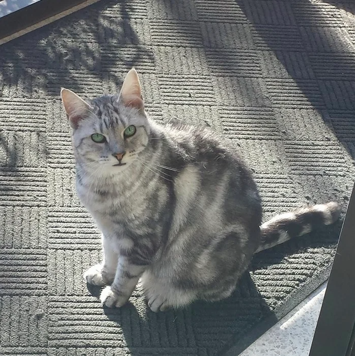 Profile for Comet