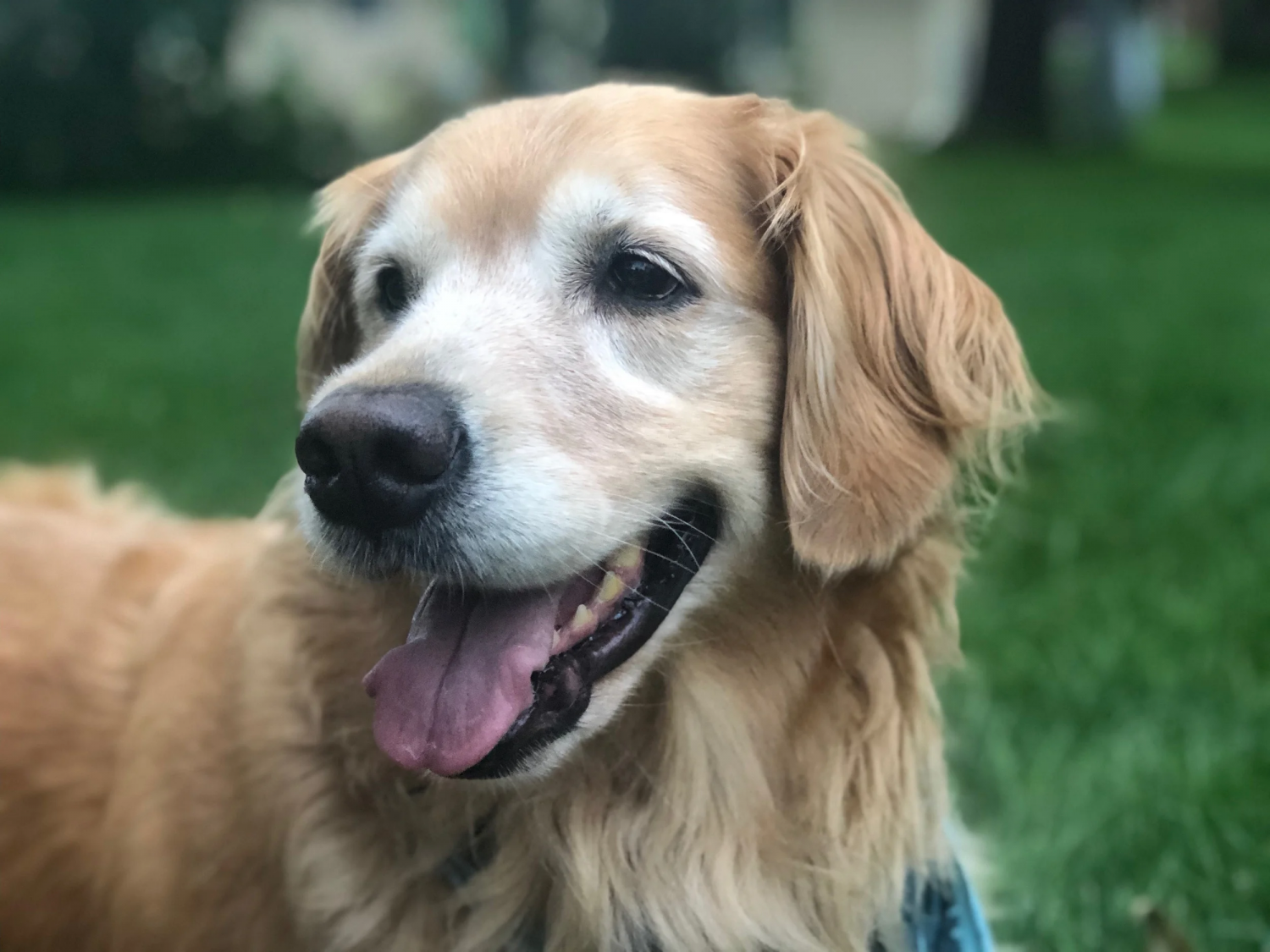 Dog Outside
