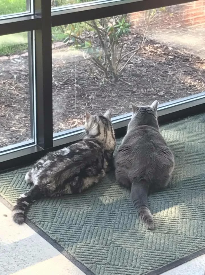 Two Cats at Window