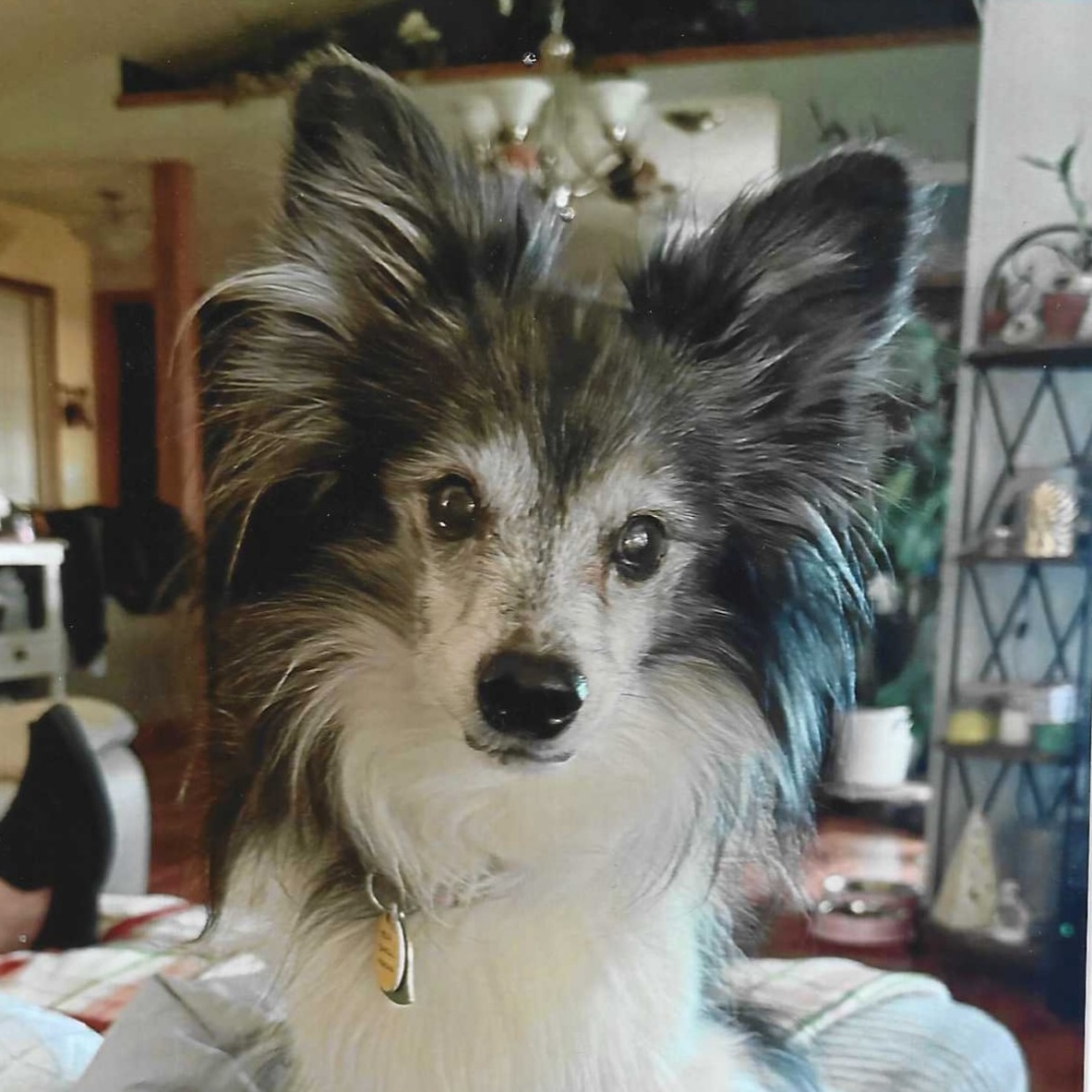 Ellie