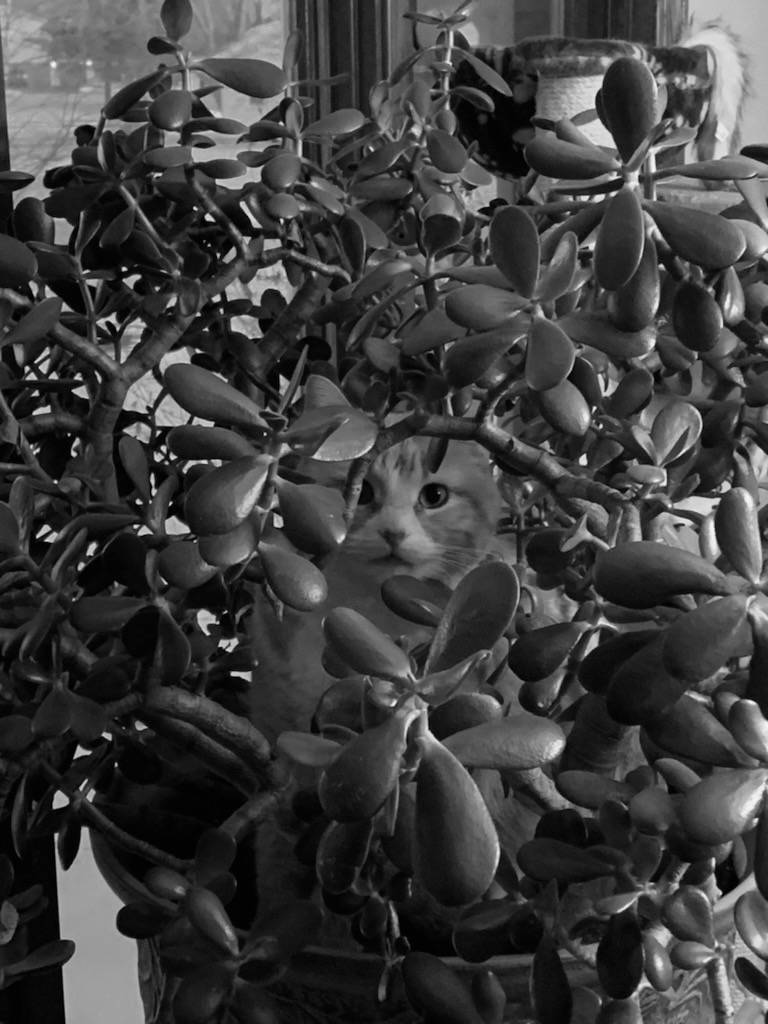 Hiding Kitty