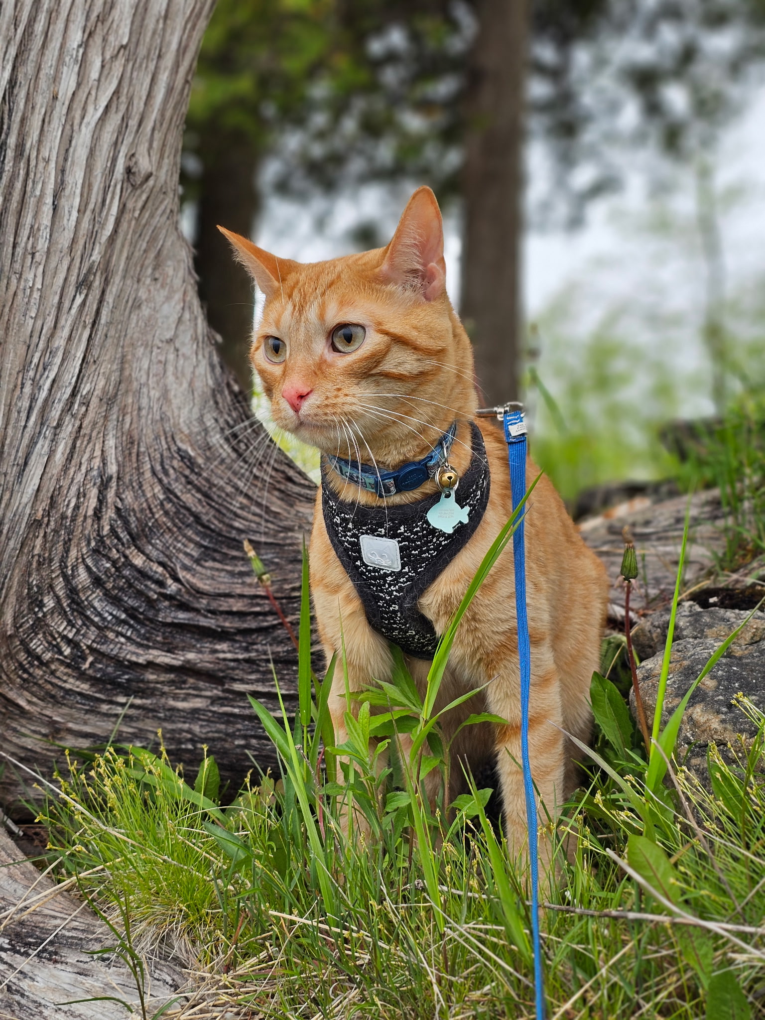 Cat Outside
