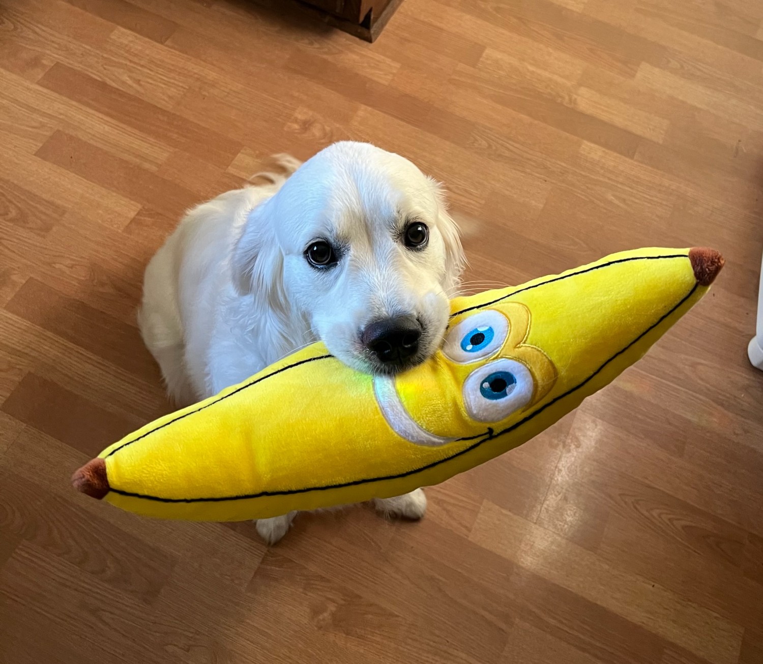 Starby with Bananna Plushie
