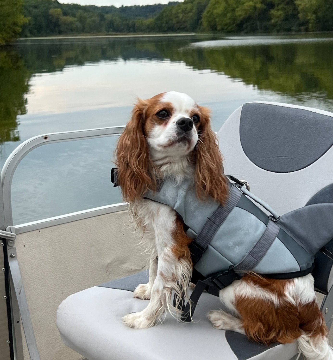 Cocker Spaniel on Boat