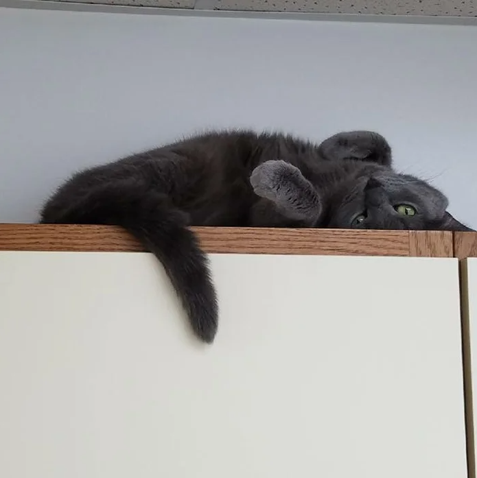 Profile for Bogie-Bogie