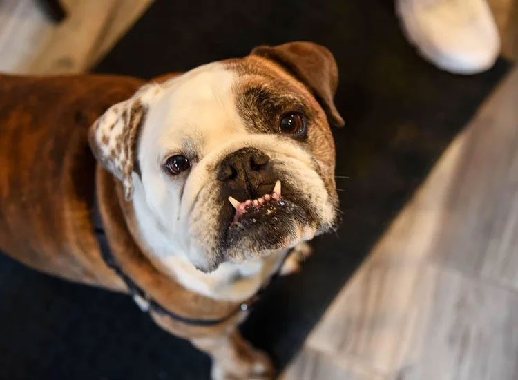 Brown and White Dog