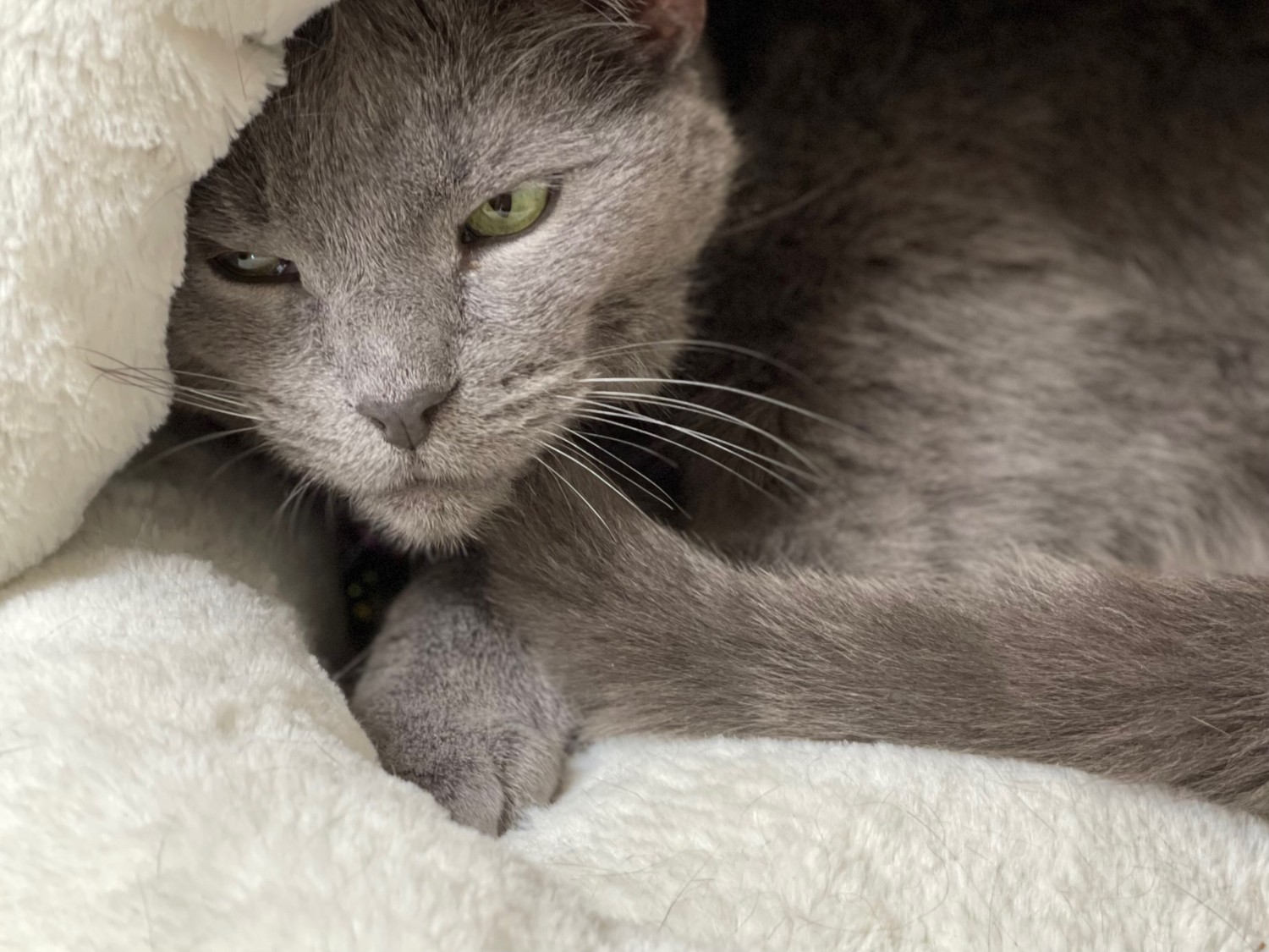 Grey Cat