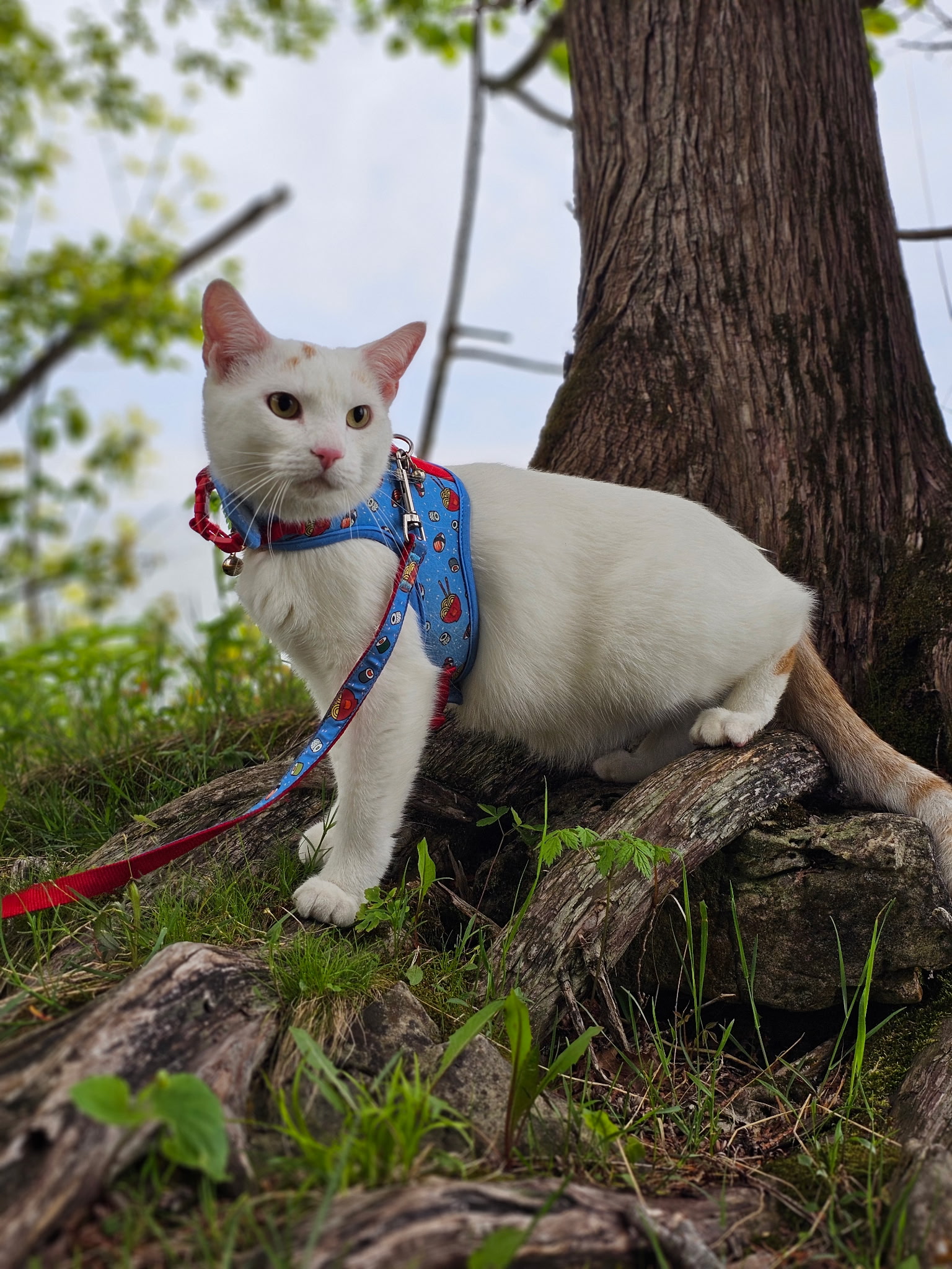 Cat Outside