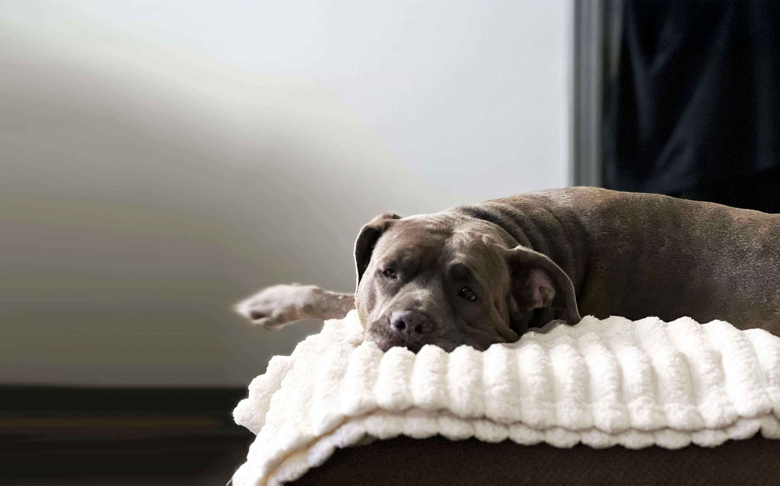 Cane Corso on Couch