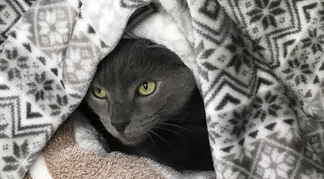 Grey Cat in Blanket
