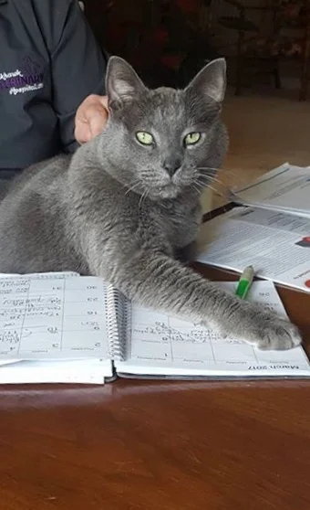 Cat with Notebook