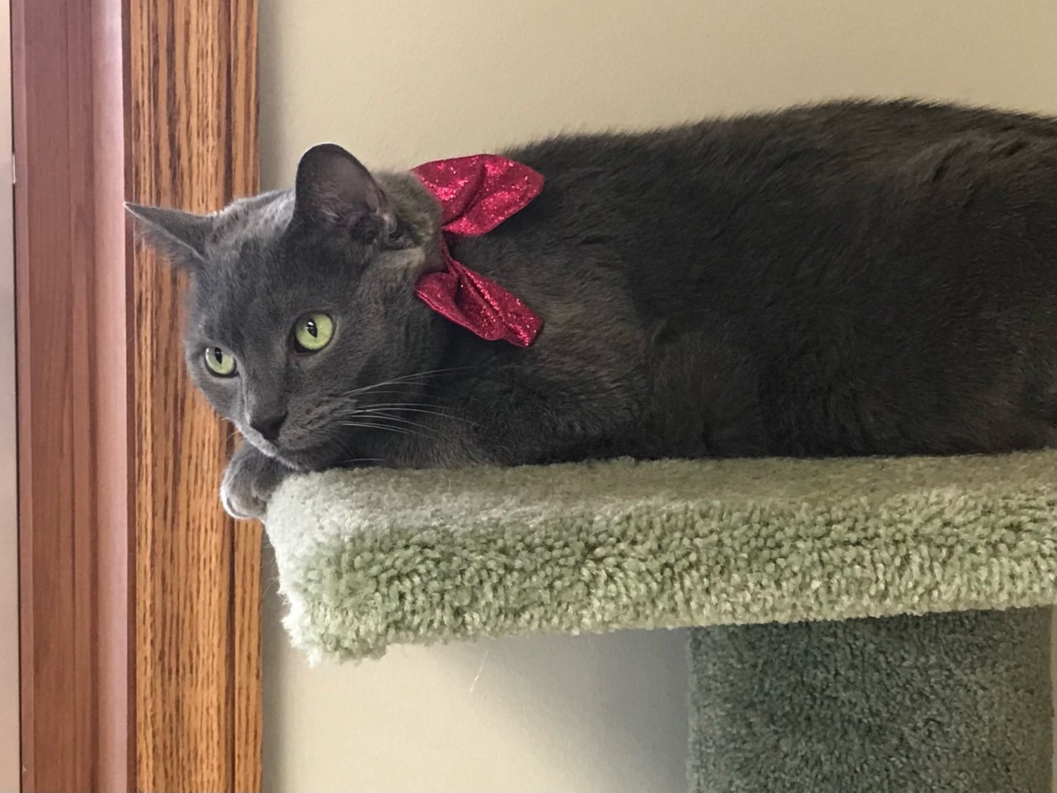 Bogie on Cat Tree
