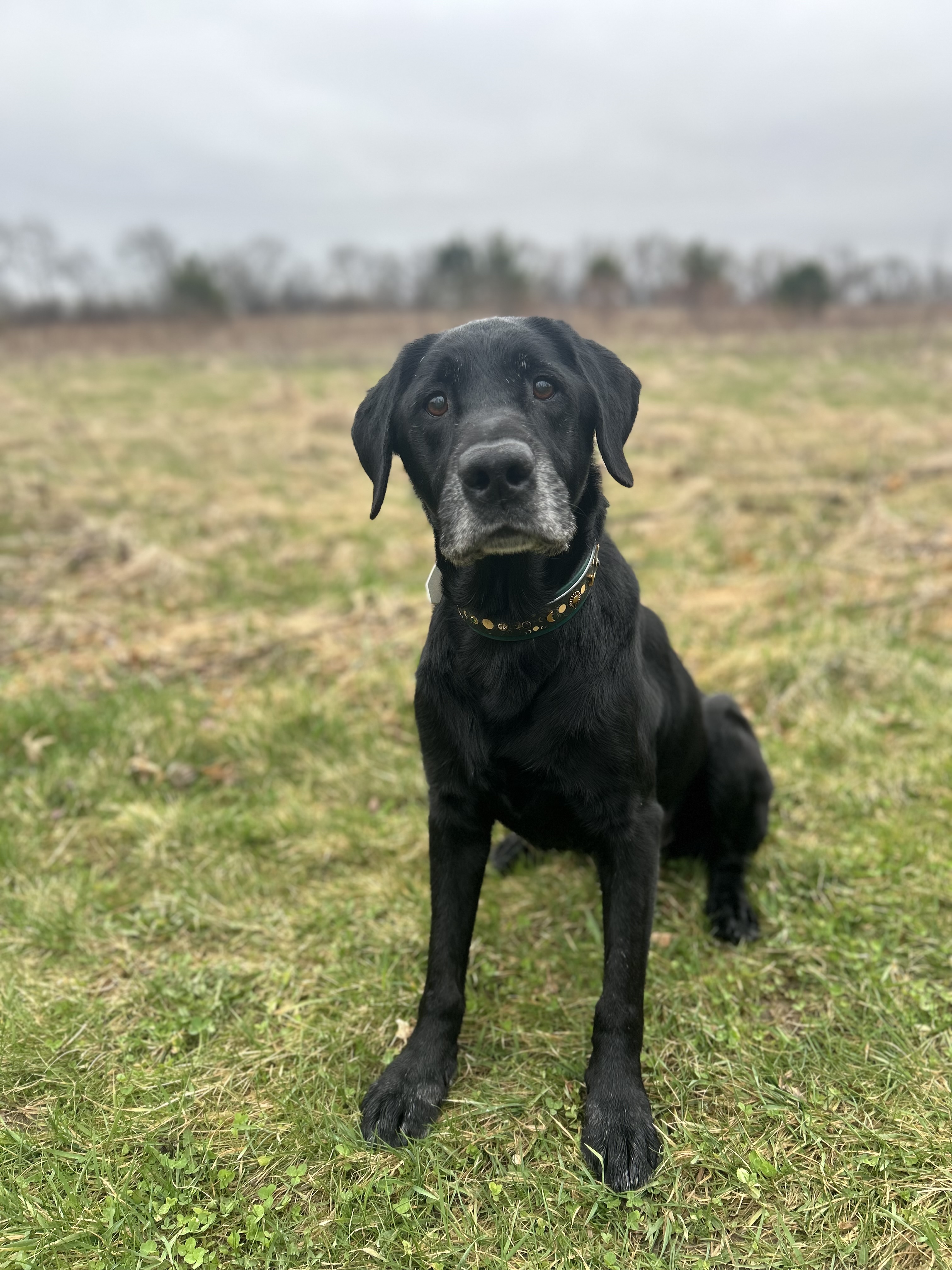 Dog Outside