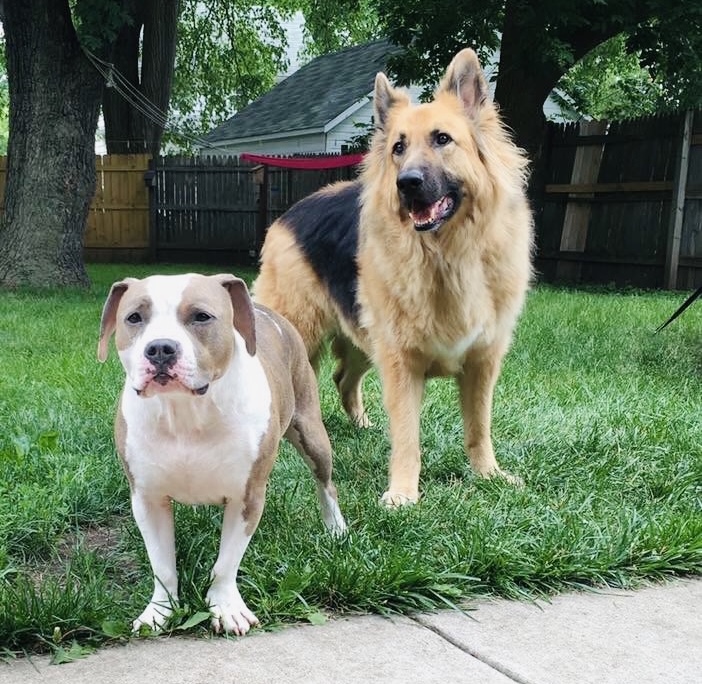 Two Dogs Outside
