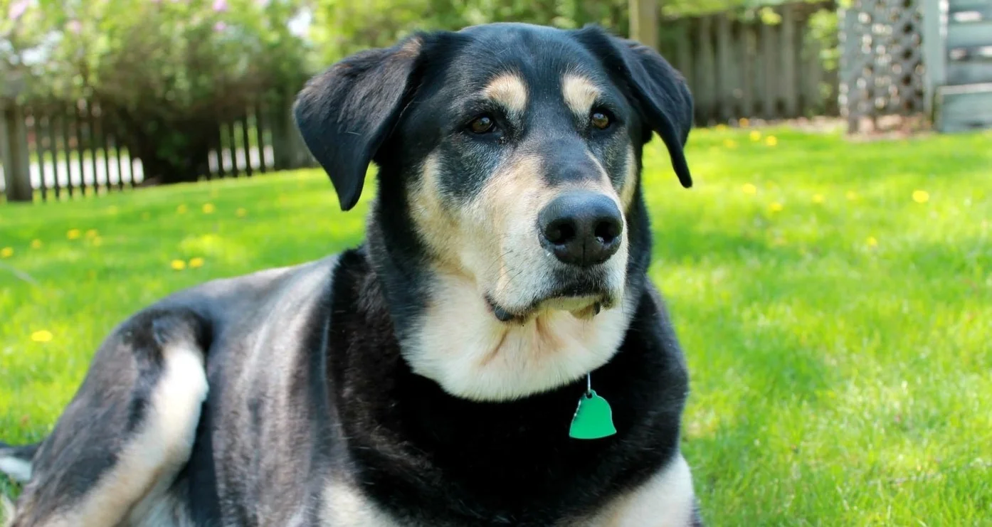 Dog Outside