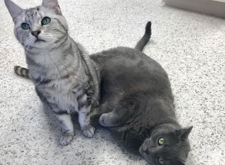 Two Grey Cats - Teamwork